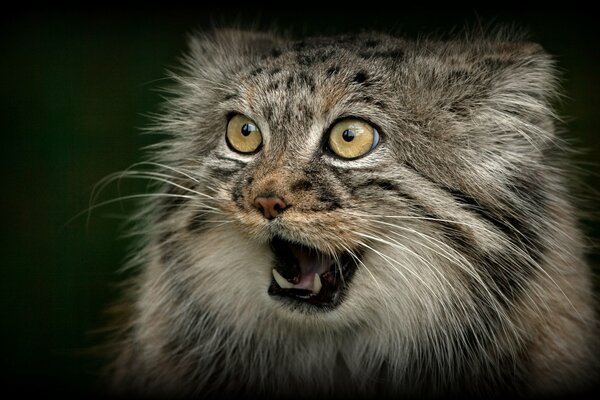 Wild cat manul with an open mouth