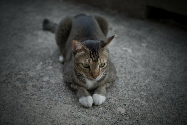 Descansando gato pies juntos