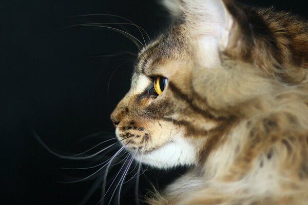 Cat on a black background in profile