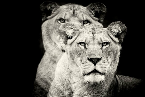 Lion and lioness are powerful predators