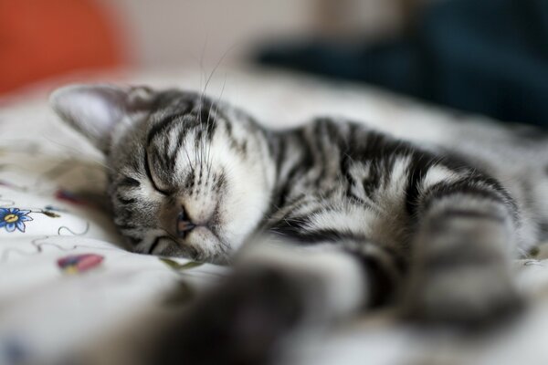Pequeño gatito con rayas durmiendo