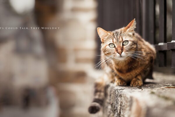 En la calle, un gato Mira con una mirada asustada