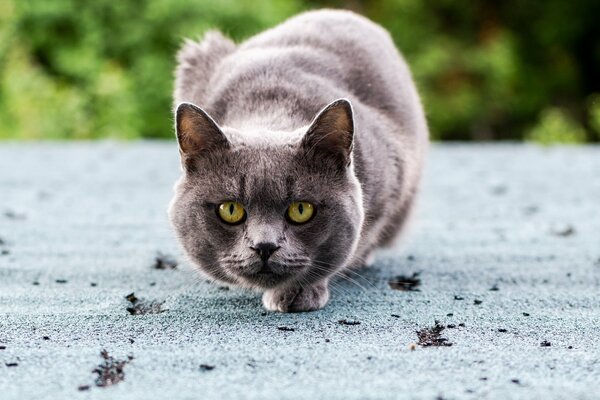 Chat gris prêt à attaquer