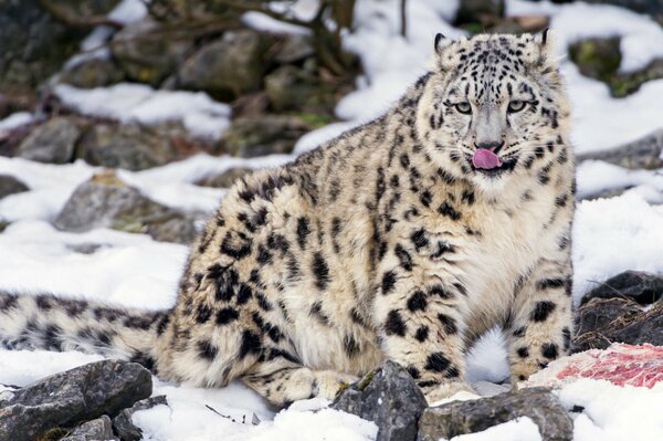 Snow leopard for food, in the snow