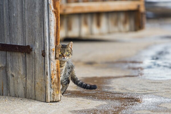 Il gatto si nascose sentì il pericolo