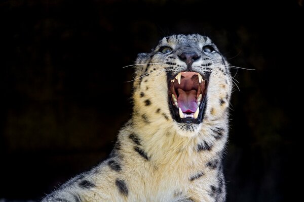 La sonrisa del leopardo de las Nieves en la noche