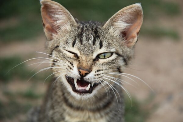 Le chat à oreilles a exposé ses crocs