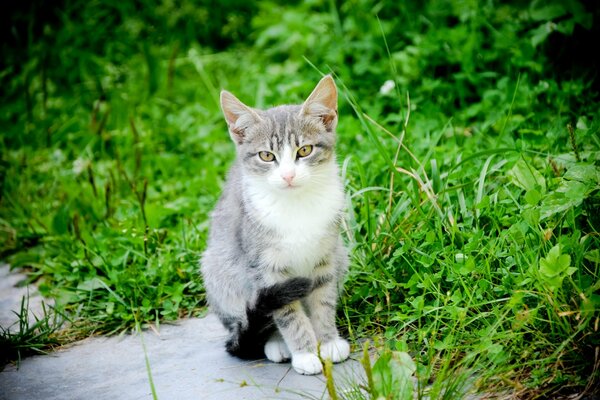 Katze auf einem Sommerspaziergang