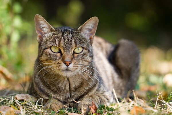 Le regard du chat parmi les feuilles d automne