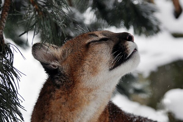 Puma schnüffelt an einem ungewöhnlichen Geruch