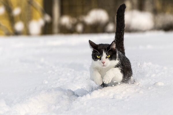 Eine Katze schleicht sich durch Schneeverwehungen