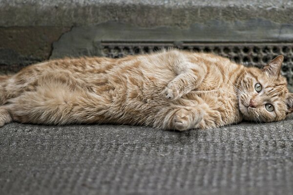 A red fluffy cat is lying on its side