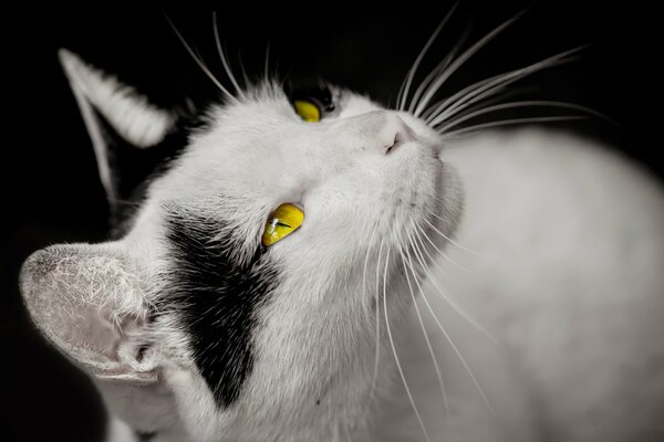 Eine schwarz-weiße Katze bittet zum Essen