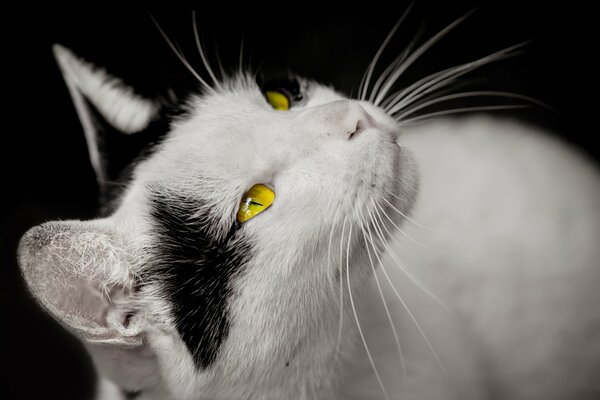 Черно-белая кошка просит кушать