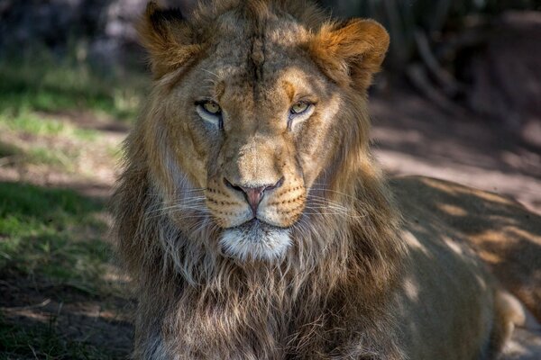 A serious Lion with a beautiful mane