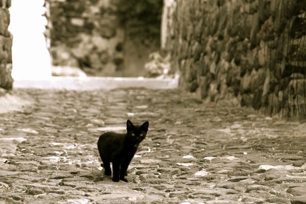 A black kitten on a deserted street