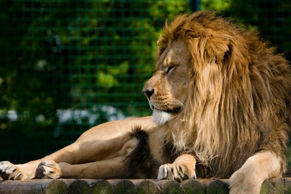 Rest of a predatory lion with a mane