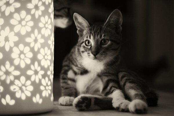 The cat is sitting looking at the flowers that are on the lamp