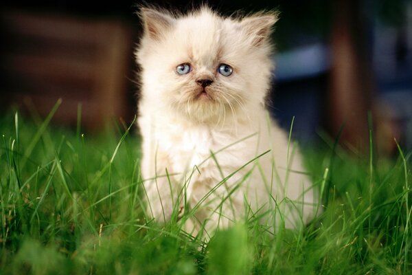Грустный белый котенок на траве