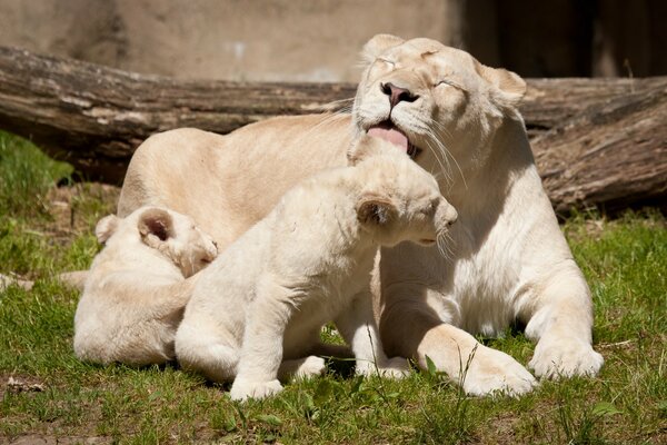 White lions wash in the savannah