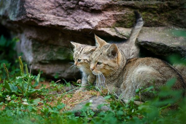 Котенок рядом с лежачей серой кошкой