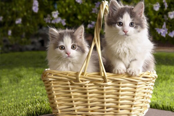 Dos lindos gatitos en una cesta