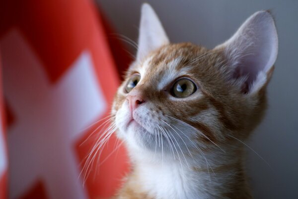 Gattino rosso. Bandiera e gatto