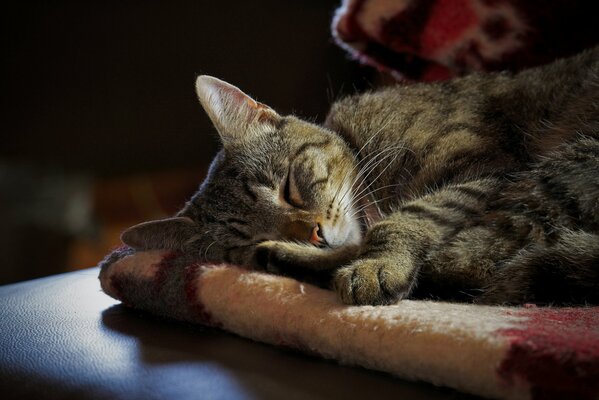 A beautiful cat is resting on a blanket