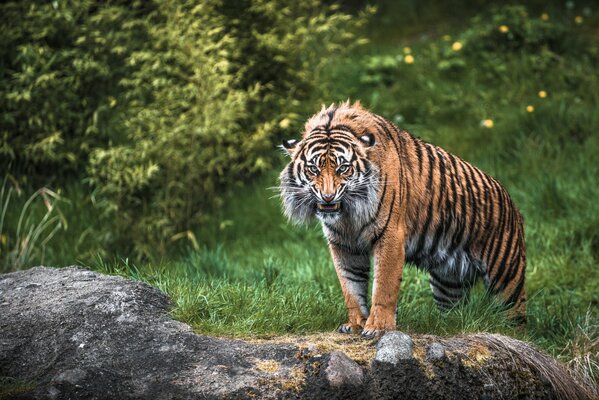Sauvage méchant énorme tigresse