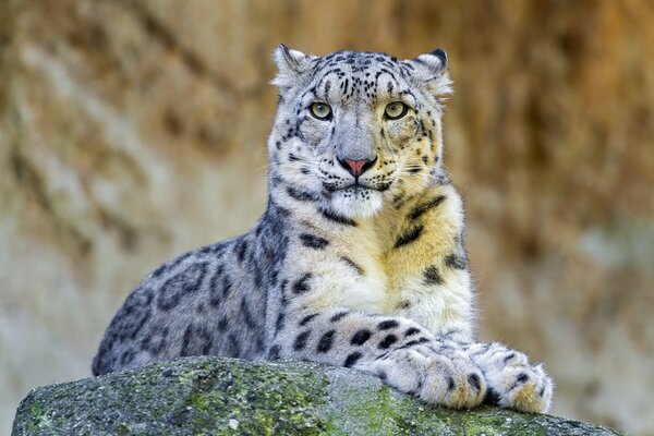 Leopardo delle nevi giace su una roccia