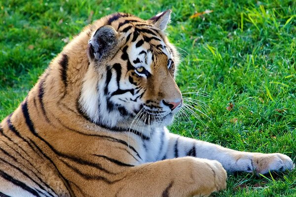 Tigre se trouve sur l herbe verte