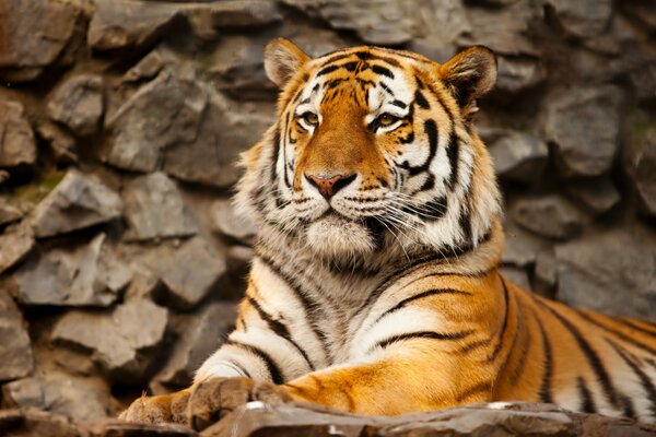 La maestosa tigre dell Amur sulla pietra