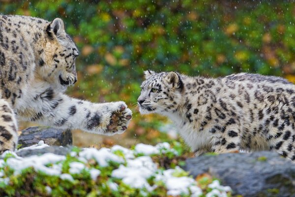 Pareja de Irbis nevados madre y padre con la pata estirada