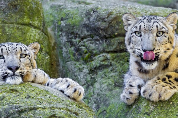 Snow leopard resting on a rock