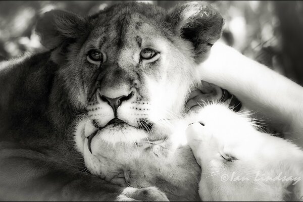 Fotografía en blanco y negro del Lion Pride