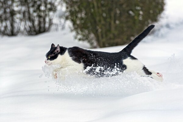 Foto di un gatto che corre sulla neve bianca