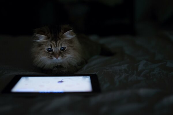 Fluffy cat Daisy is looking at a tablet