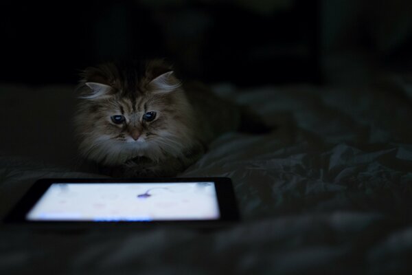 Fluffy cat Daisy guarda tablet