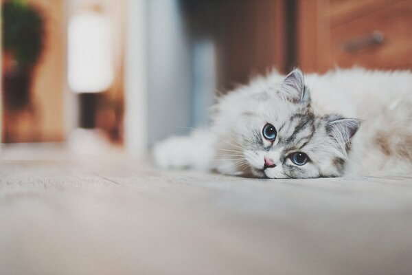 Blue-eyed cat resting at home