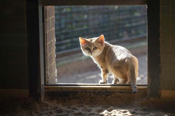 Die Sandkatze geht aus dem Fenster