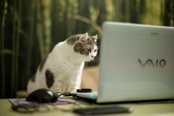 Chat regardant dans l ordinateur portable