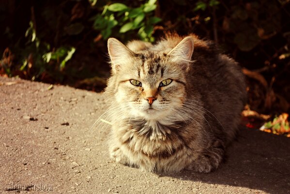 Пушистый кот греется на солнце
