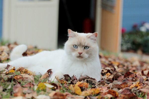 Chat chic d une douce teinte beige dans les feuilles