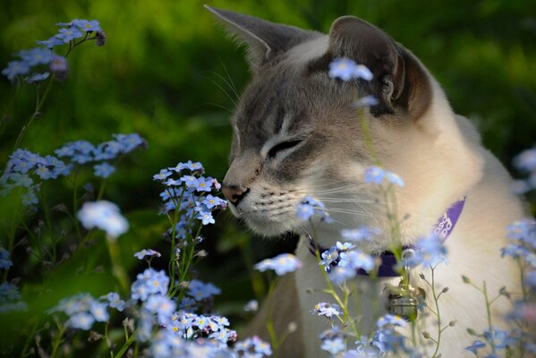 Tonkinese cat sniffs forget-me-nots flowers