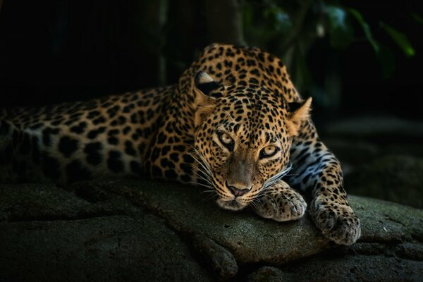 Der Leopard liegt. Dunkler Hintergrund