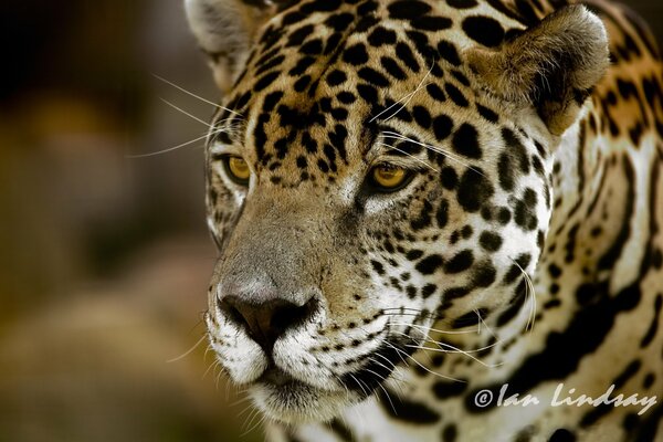 Sguardo della pelle di caccia degli animali