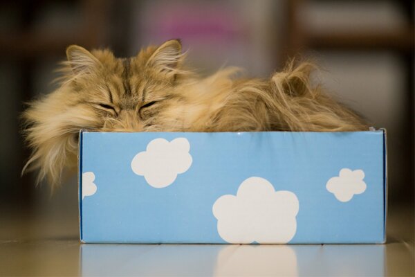 A ginger cat in a blue box