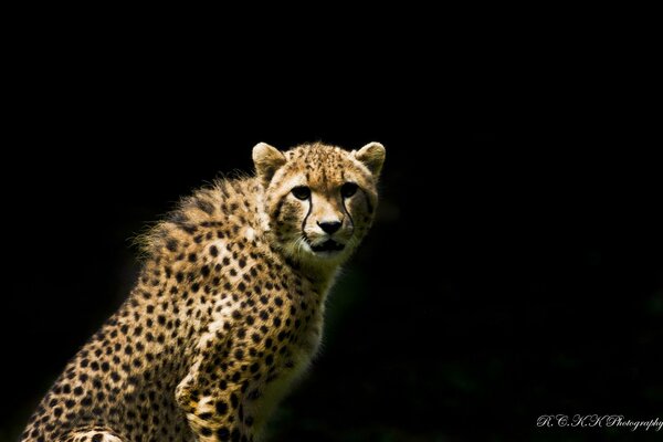 Photo of a cheetah on a black background