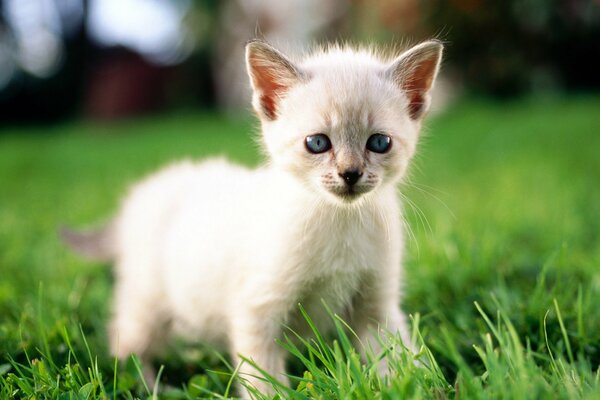 A white kitten in the grass with a macro filter