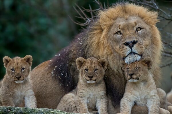 Ein Löwe bewacht seine Familie